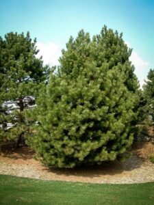 Сосна Чёрная (Pinus Nigra) купить по цене от 270.00р. в интернет-магазине «Посадика» с доставкой почтой в в Старая Руссае и по всей России – [изображение №1].