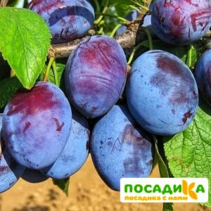 Слива Чачакская ранняя купить по цене от 229.00р. в интернет-магазине «Посадика» с доставкой почтой в в Старая Руссае и по всей России – [изображение №1].