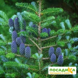 Пихта корейская (Abies koreana) купить по цене от 450.00р. в интернет-магазине «Посадика» с доставкой почтой в в Старая Руссае и по всей России – [изображение №1].