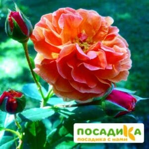 Роза Арабия купить по цене от 350.00р. в интернет-магазине «Посадика» с доставкой почтой в в Старая Руссае и по всей России – [изображение №1].