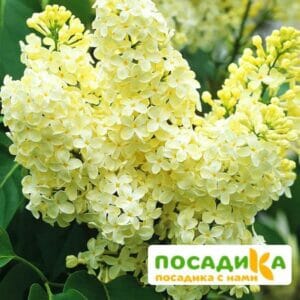 Сирень Примроуз (Primrose) купить по цене от 529.00р. в интернет-магазине «Посадика» с доставкой почтой в в Старая Руссае и по всей России – [изображение №1].