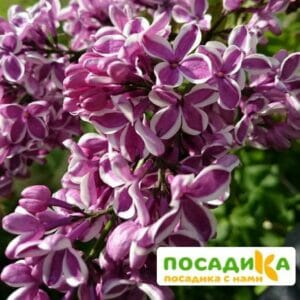 Сирень Сенсация купить по цене от 529.00р. в интернет-магазине «Посадика» с доставкой почтой в в Старая Руссае и по всей России – [изображение №1].