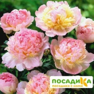 Пион Распберри Сандей (Paeonia Raspberry Sundae) купить по цене от 959р. в интернет-магазине «Посадика» с доставкой почтой в в Старая Руссае и по всей России – [изображение №1].