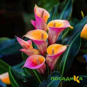 Калла Оникс купить по цене от 450р. в интернет-магазине «Посадика» с доставкой почтой в в Старая Руссае и по всей России – [изображение №1].