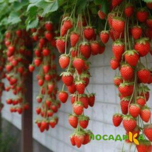 Клубника вьющаяся Комплимент купить по цене от 470р. в интернет-магазине «Посадика» с доставкой почтой в в Старая Руссае и по всей России – [изображение №1].