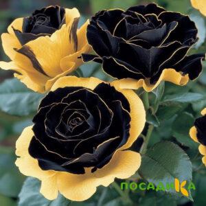Роза Ханни Сикл купить по цене от 700р. в интернет-магазине «Посадика» с доставкой почтой в в Старая Руссае и по всей России – [изображение №1].
