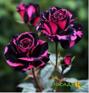 Роза Багровый Шепот купить по цене от 366р. в интернет-магазине «Посадика» с доставкой почтой в в Старая Руссае и по всей России – [изображение №1].