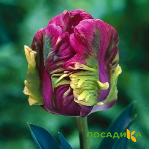 Тюльпан Экзотик Хэвен купить по цене от 186р. в интернет-магазине «Посадика» с доставкой почтой в в Старая Руссае и по всей России – [изображение №1].